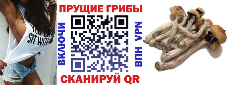 Галлюциногенные грибы Psilocybine cubensis  blacksprut ONION  Краснодар 